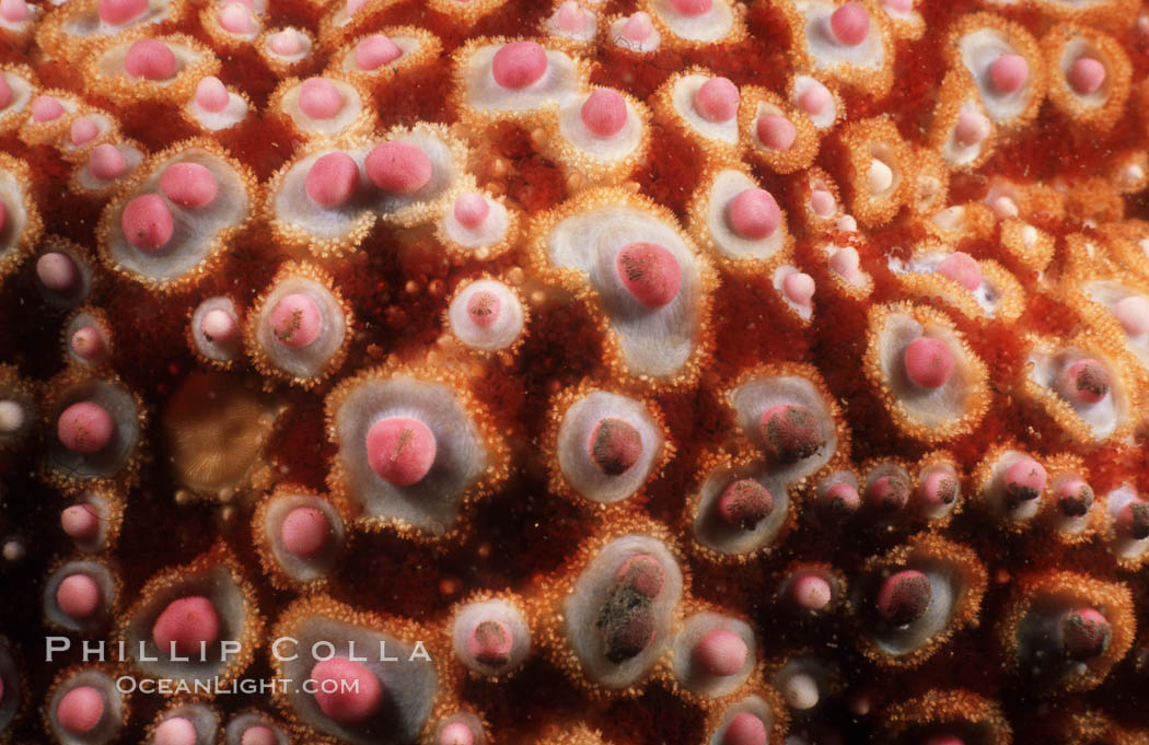 Starfish (sea star), dorsal surface detail including spines and pincers. La Jolla, California, USA, Pisaster giganteus, natural history stock photograph, photo id 07013