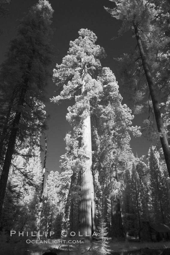 Image 23302, Giant sequoia tree towers over surrounding trees in a Sierra forest.  Infrared image. Mariposa Grove, Sequoiadendron giganteum, Phillip Colla, all rights reserved worldwide. Keywords: california, environment, forest, giant, giant redwood, giant sequoia, giant sequoia tree, grove, infrared, infrared photography, landscape, mariposa grove, national park, national parks, nature, outdoors, outside, plant, redwood, redwood tree, scene, scenery, scenic, sequoia, sequoia tree, sequoiadendron giganteum, sierra, sierra nevada, tall, terrestrial plant, tree, usa, world heritage sites, yosemite, yosemite national park, yosemite park.