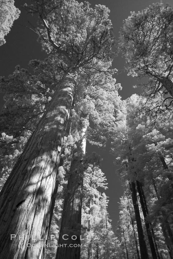 Giant sequoia tree towers over surrounding trees in a Sierra forest.  Infrared image. Mariposa Grove, Sequoiadendron giganteum, natural history stock photograph, photo id 23310