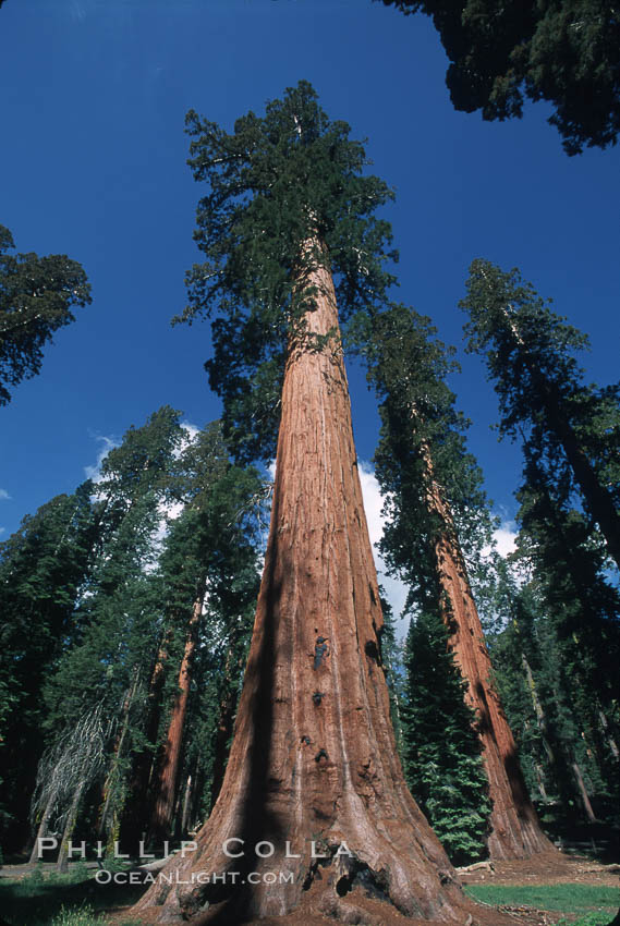 Giant Sequoia tree. Mariposa Grove, Yosemite National Park, California, USA, Sequoiadendron giganteum, natural history stock photograph, photo id 03642