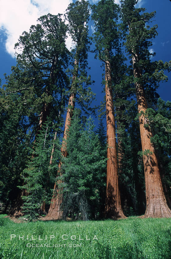 Giant Sequoia tree. Mariposa Grove, Yosemite National Park, California, USA, Sequoiadendron giganteum, natural history stock photograph, photo id 03650