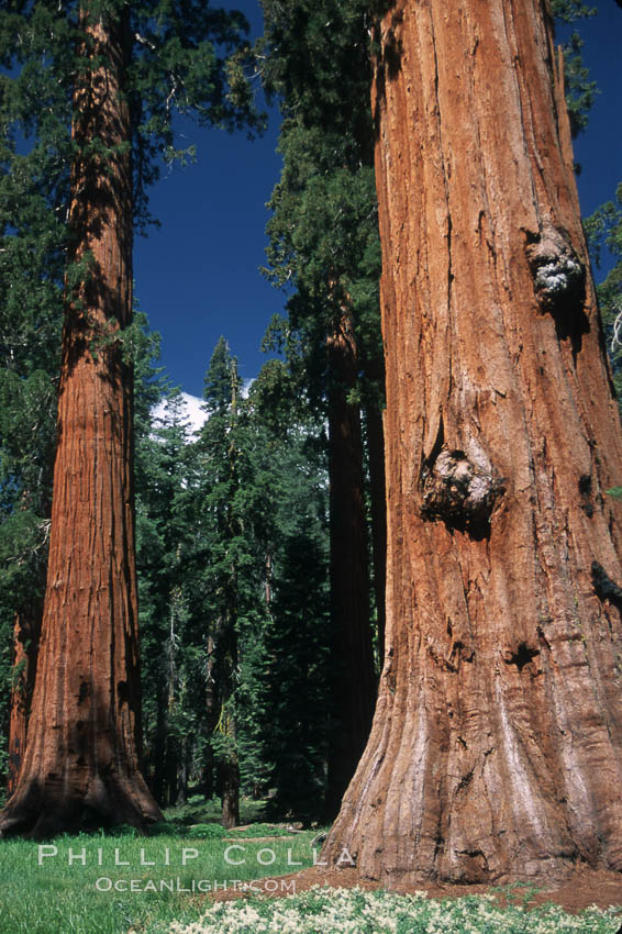Giant Sequoia tree. Mariposa Grove, Yosemite National Park, California, USA, Sequoiadendron giganteum, natural history stock photograph, photo id 03654