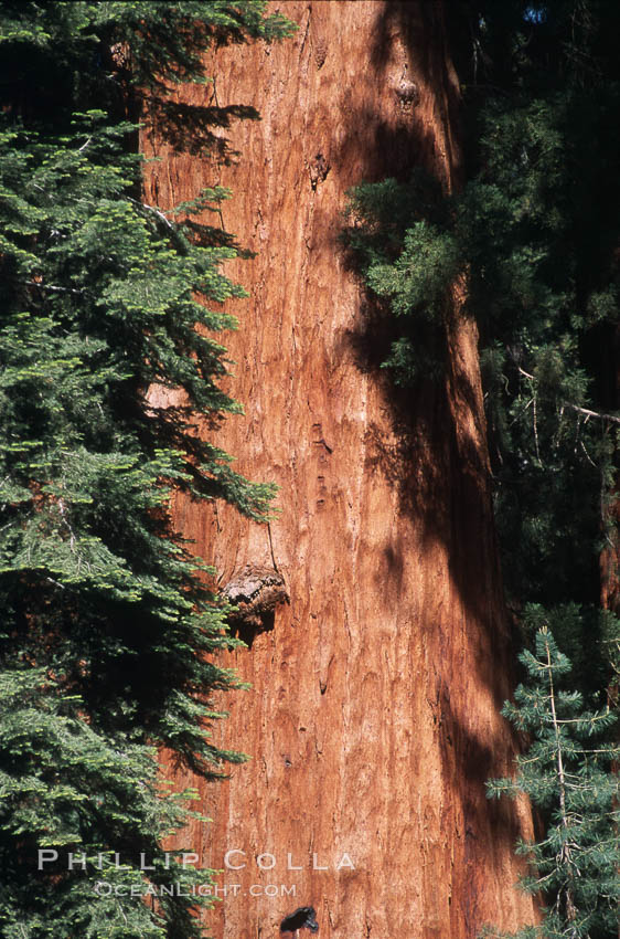 Giant Sequoia tree. Mariposa Grove, Yosemite National Park, California, USA, Sequoiadendron giganteum, natural history stock photograph, photo id 03666