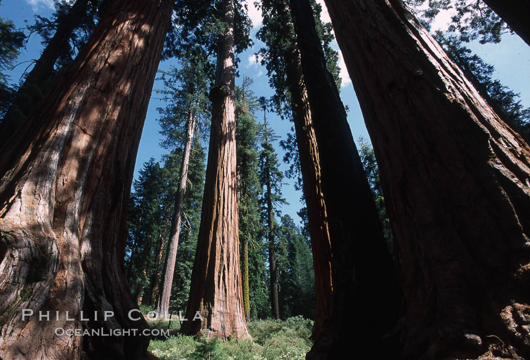 Giant Sequoia tree. Mariposa Grove, Yosemite National Park, California, USA, Sequoiadendron giganteum, natural history stock photograph, photo id 03670