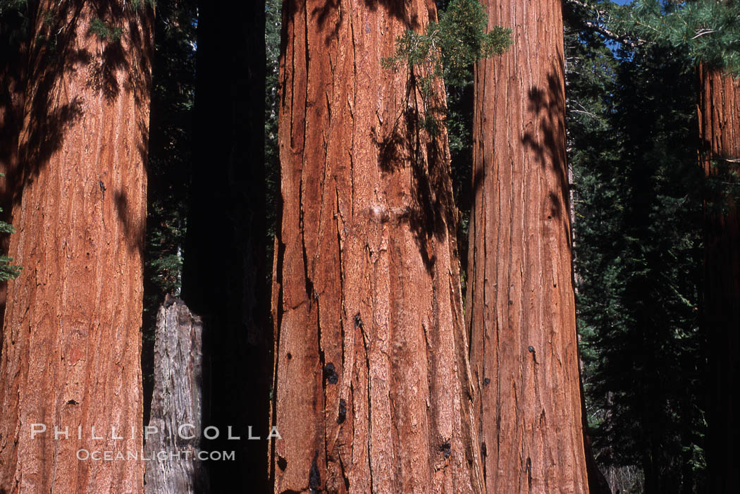 Giant Sequoia tree. Mariposa Grove, Yosemite National Park, California, USA, Sequoiadendron giganteum, natural history stock photograph, photo id 03674