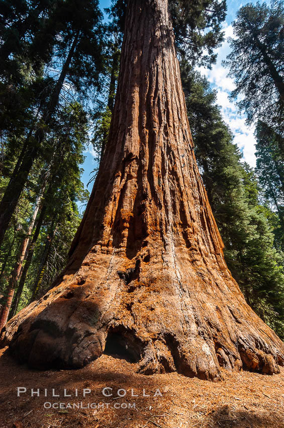 The General Lee, an enormous Sequoia tree. Giant Forest, Sequoia Kings Canyon National Park, California, USA, Sequoiadendron giganteum, natural history stock photograph, photo id 09882