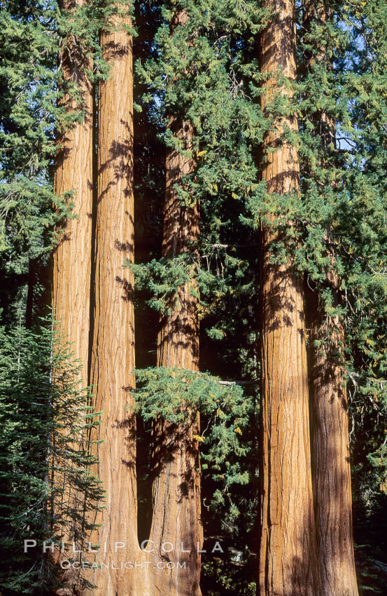 Sequoia trees. Sequoia Kings Canyon National Park, California, USA, Sequoiadendron giganteum, natural history stock photograph, photo id 02352