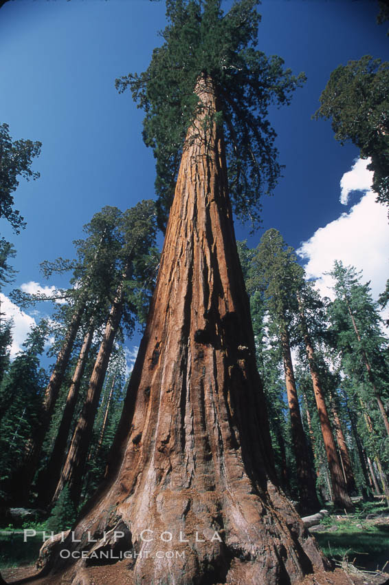 Giant Sequoia tree. Mariposa Grove, Yosemite National Park, California, USA, Sequoiadendron giganteum, natural history stock photograph, photo id 03644