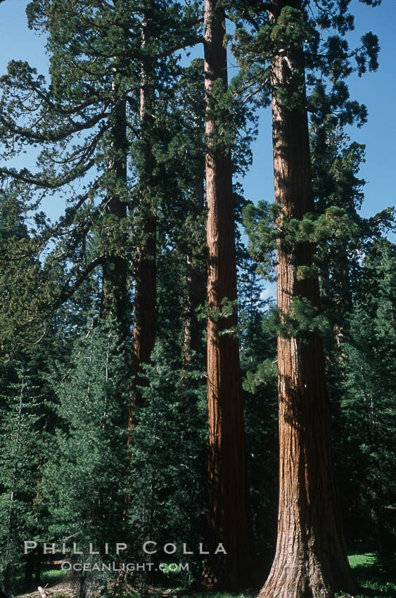 Giant Sequoia tree. Mariposa Grove, Yosemite National Park, California, USA, Sequoiadendron giganteum, natural history stock photograph, photo id 03648