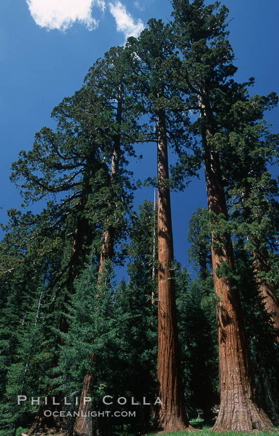 Giant Sequoia tree. Mariposa Grove, Yosemite National Park, California, USA, Sequoiadendron giganteum, natural history stock photograph, photo id 03652