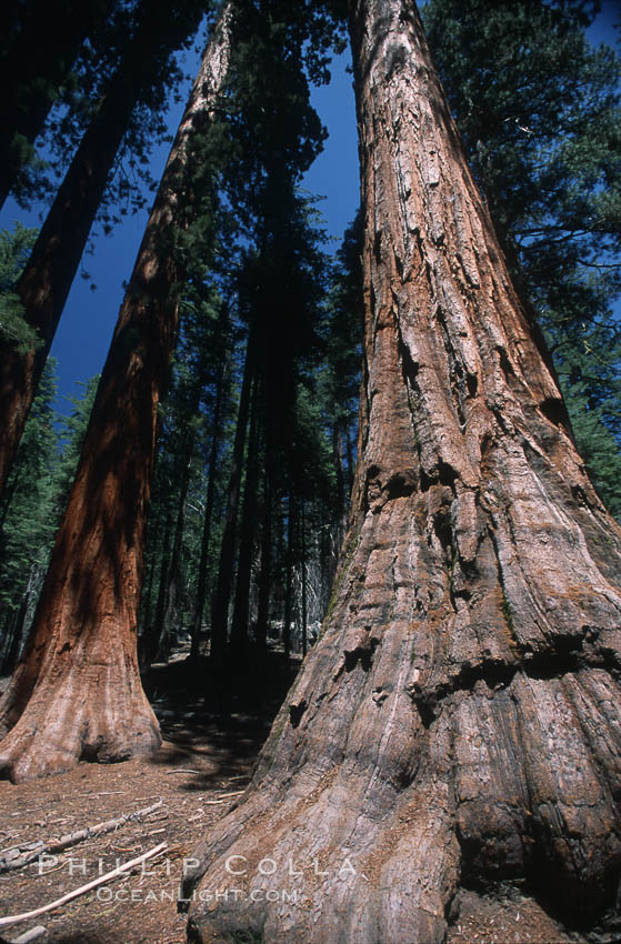 Giant Sequoia tree. Mariposa Grove, Yosemite National Park, California, USA, Sequoiadendron giganteum, natural history stock photograph, photo id 03656