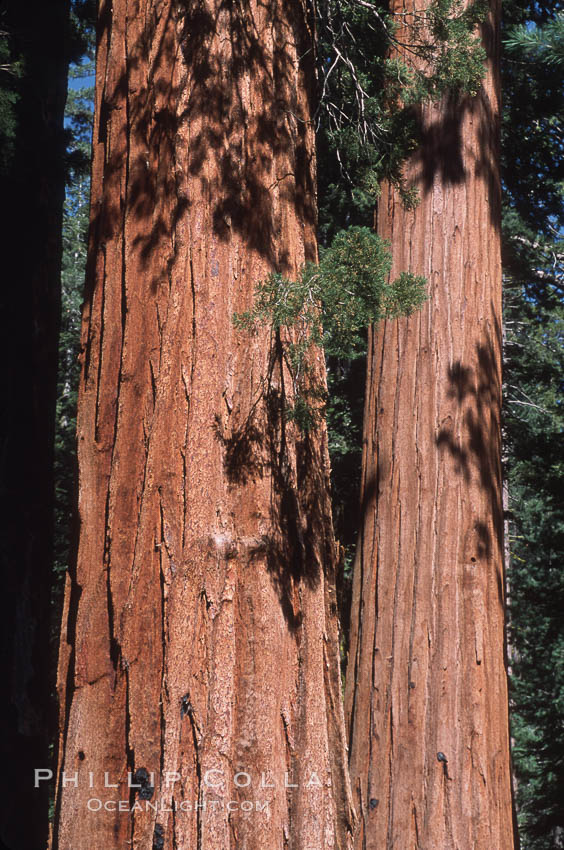 Giant Sequoia tree. Mariposa Grove, Yosemite National Park, California, USA, Sequoiadendron giganteum, natural history stock photograph, photo id 03664