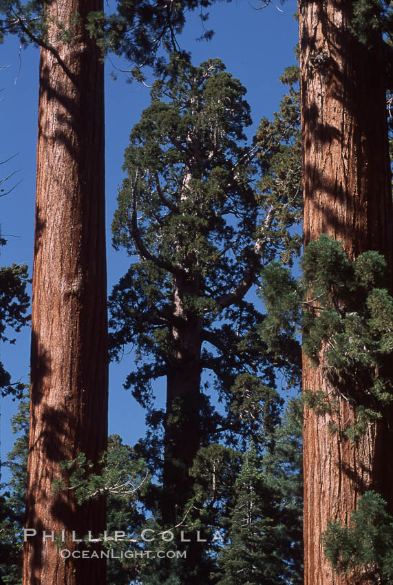 Giant Sequoia tree. Mariposa Grove, Yosemite National Park, California, USA, Sequoiadendron giganteum, natural history stock photograph, photo id 03668