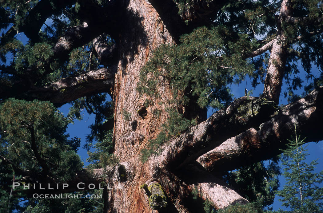 Giant Sequoia tree. Mariposa Grove, Yosemite National Park, California, USA, Sequoiadendron giganteum, natural history stock photograph, photo id 03676