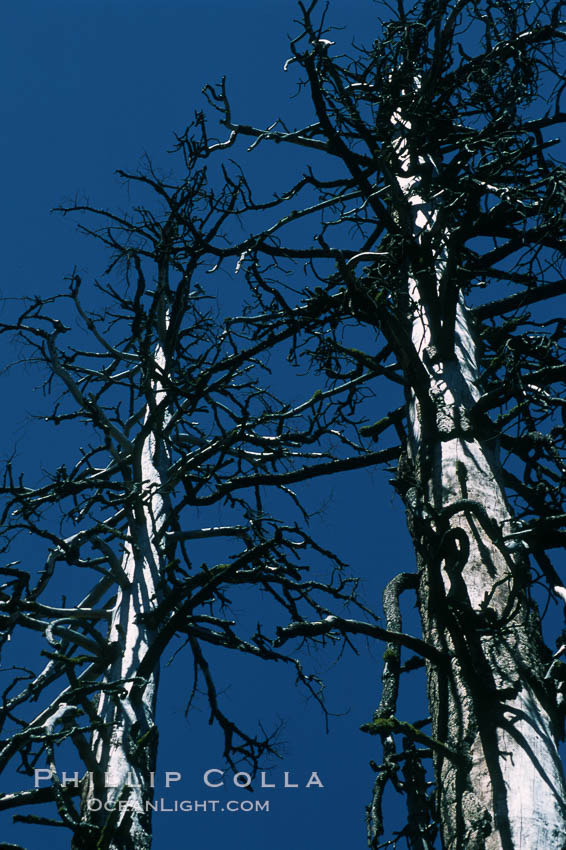 Sequoia tree, Mariposa Grove. Yosemite National Park, California, USA, Sequoiadendron giganteum, natural history stock photograph, photo id 03680