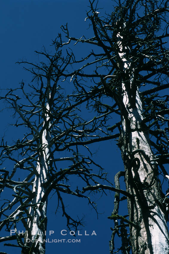 Sequoia tree, Mariposa Grove. Yosemite National Park, California, USA, Sequoiadendron giganteum, natural history stock photograph, photo id 03680