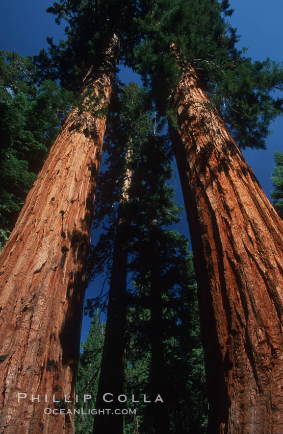 Sequoia trees, Mariposa Grove. Yosemite National Park, California, USA, Sequoiadendron giganteum, natural history stock photograph, photo id 07608
