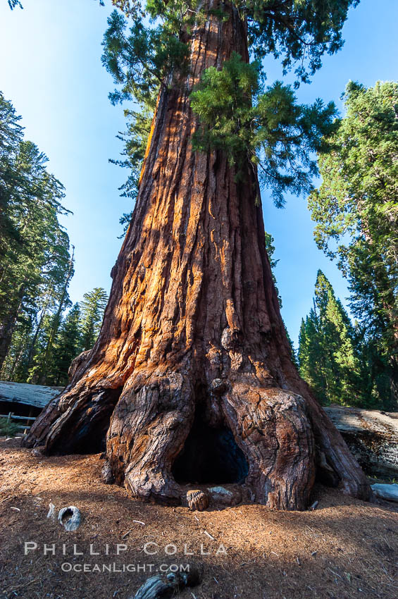 The Robert E. Lee tree was named in 1875 for the famous Confederate general. This enormous Sequoia tree, located in Grant Grove within Kings Canyon National Park, is over 22 feet in diameter and 254 feet high. It has survived many fires, as evidenced by the scars at its base. Its fibrous, fire-resistant bark, 2 feet or more in thickness on some Sequoias, helps protect the giant trees from more severe damage during fires. Sequoia Kings Canyon National Park, California, USA, Sequoiadendron giganteum, natural history stock photograph, photo id 09860
