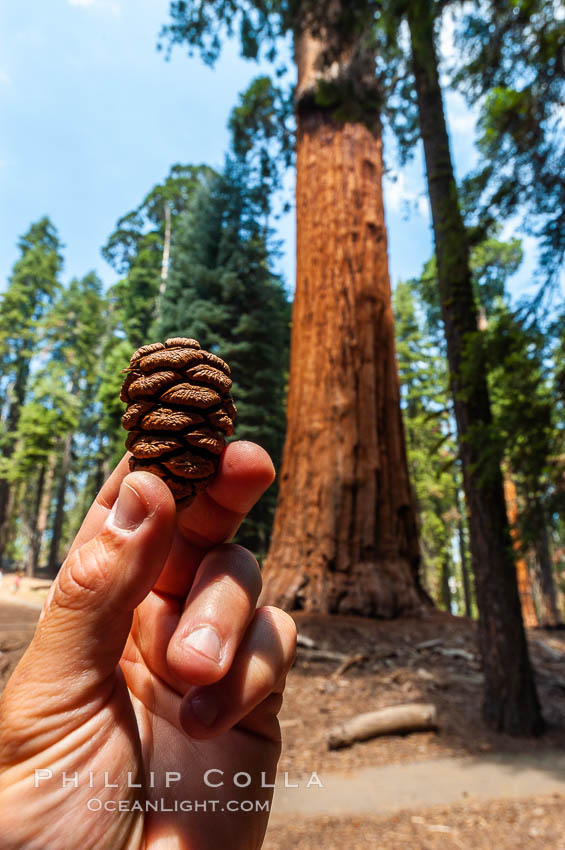 The cone of a Sequoia tree is surprisingly small, given the enormity of the tree itself. Once the cone has fallen to the forest floor, fire will cause the seeds to be released from the cone. In this way fire actually aids in the creation of a healthy Sequoia grove. Sequoia Kings Canyon National Park, California, USA, Sequoiadendron giganteum, natural history stock photograph, photo id 09884