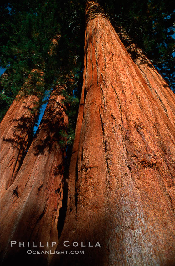 Sequoia trees. Sequoia Kings Canyon National Park, California, USA, Sequoiadendron giganteum, natural history stock photograph, photo id 02335
