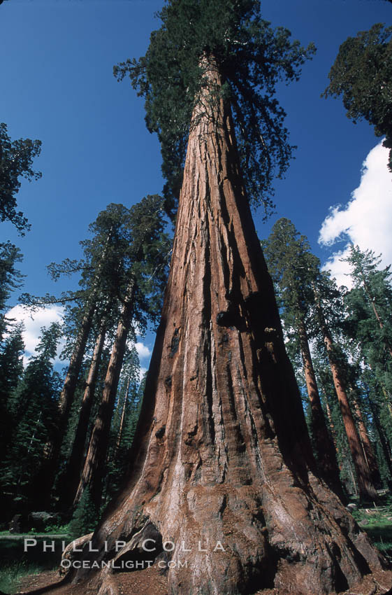 Giant Sequoia tree. Mariposa Grove, Yosemite National Park, California, USA, Sequoiadendron giganteum, natural history stock photograph, photo id 03643