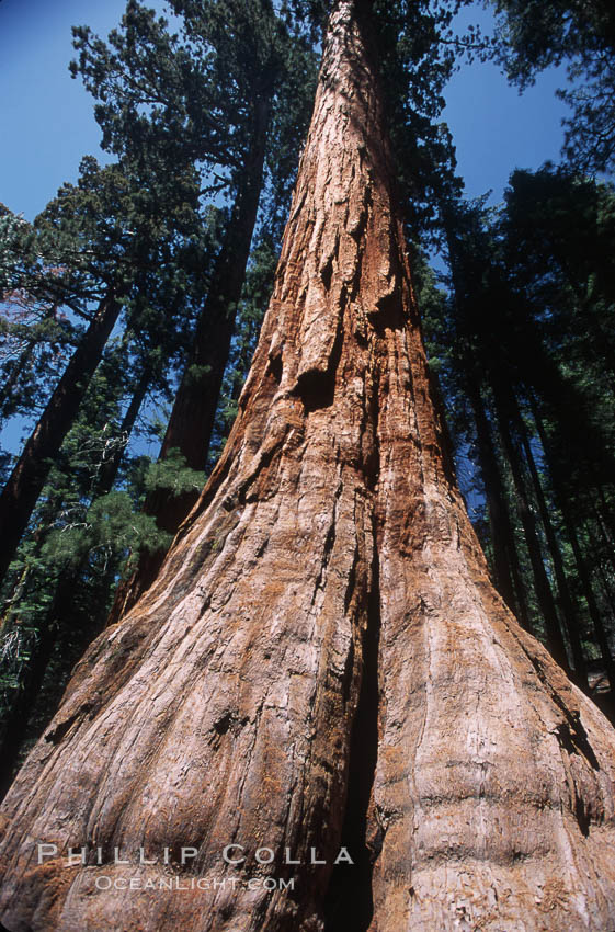Giant Sequoia tree. Mariposa Grove, Yosemite National Park, California, USA, Sequoiadendron giganteum, natural history stock photograph, photo id 03655