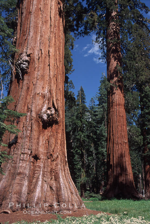 Giant Sequoia tree. Mariposa Grove, Yosemite National Park, California, USA, Sequoiadendron giganteum, natural history stock photograph, photo id 03659