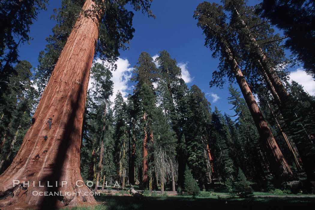 Giant Sequoia tree. Mariposa Grove, Yosemite National Park, California, USA, Sequoiadendron giganteum, natural history stock photograph, photo id 03671
