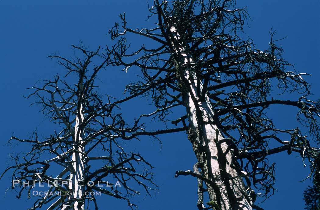 Sequoia tree, Mariposa Grove. Yosemite National Park, California, USA, Sequoiadendron giganteum, natural history stock photograph, photo id 03679