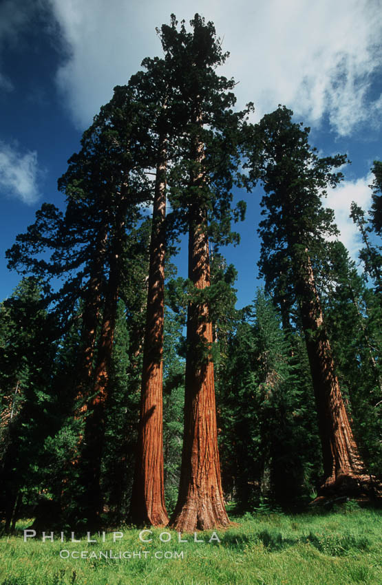 Sequoia trees, Mariposa Grove. Yosemite National Park, California, USA, Sequoiadendron giganteum, natural history stock photograph, photo id 07607