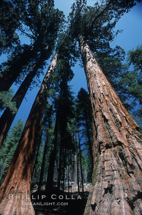 Giant Sequoia tree. Mariposa Grove, Yosemite National Park, California, USA, Sequoiadendron giganteum, natural history stock photograph, photo id 03649