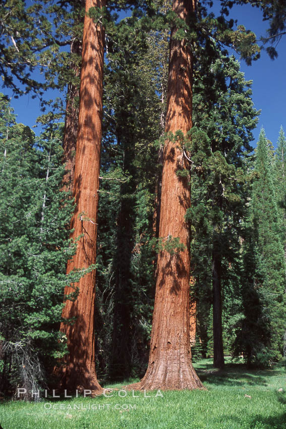 Giant Sequoia tree. Mariposa Grove, Yosemite National Park, California, USA, Sequoiadendron giganteum, natural history stock photograph, photo id 03653