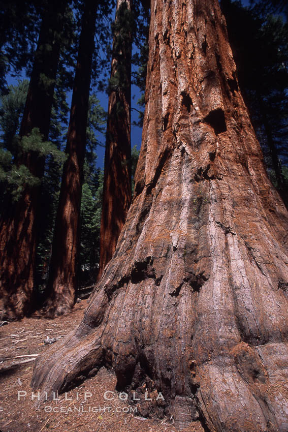 Giant Sequoia tree. Mariposa Grove, Yosemite National Park, California, USA, Sequoiadendron giganteum, natural history stock photograph, photo id 03657