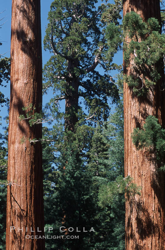 Giant Sequoia tree. Mariposa Grove, Yosemite National Park, California, USA, Sequoiadendron giganteum, natural history stock photograph, photo id 03661