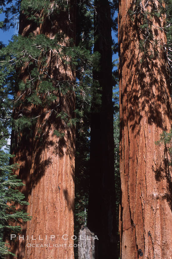 Giant Sequoia tree. Mariposa Grove, Yosemite National Park, California, USA, Sequoiadendron giganteum, natural history stock photograph, photo id 03665