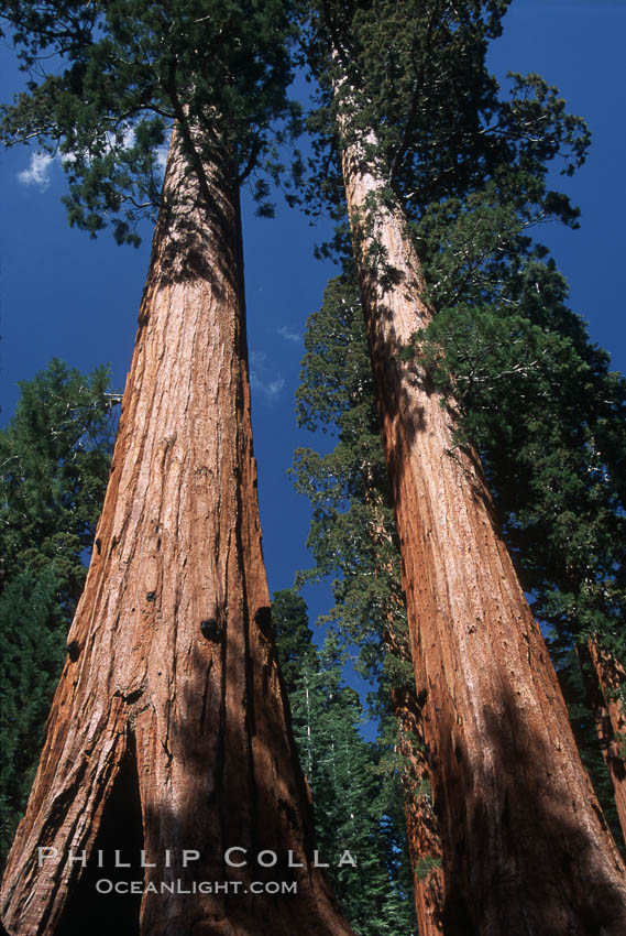 Giant Sequoia tree. Mariposa Grove, Yosemite National Park, California, USA, Sequoiadendron giganteum, natural history stock photograph, photo id 03669