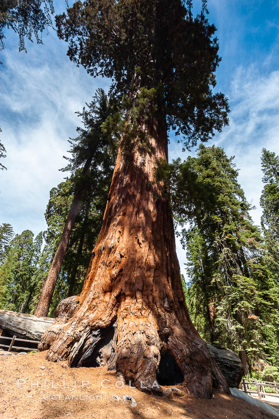 The Robert E. Lee tree was named in 1875 for the famous Confederate general. This enormous Sequoia tree, located in Grant Grove within Kings Canyon National Park, is over 22 feet in diameter and 254 feet high. It has survived many fires, as evidenced by the scars at its base. Its fibrous, fire-resistant bark, 2 feet or more in thickness on some Sequoias, helps protect the giant trees from more severe damage during fires. Sequoia Kings Canyon National Park, California, USA, Sequoiadendron giganteum, natural history stock photograph, photo id 09861