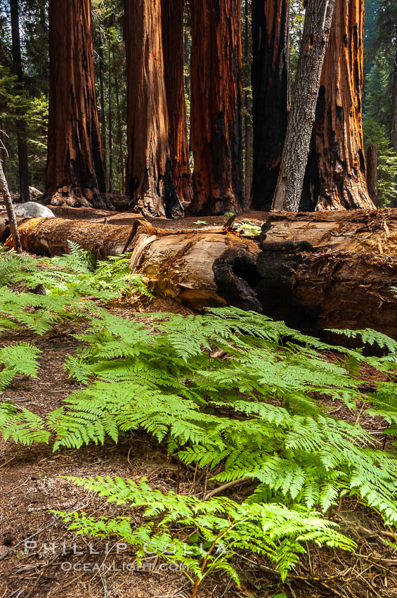 Ferns carpet the forest floor next to a fallen Sequoia tree. Giant Forest, Sequoia Kings Canyon National Park, California, USA, Sequoiadendron giganteum, natural history stock photograph, photo id 09890