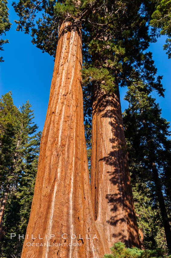 Huge Sequoia trees reach for the sky. Grant Grove. Sequoia Kings Canyon National Park, California, USA, Sequoiadendron giganteum, natural history stock photograph, photo id 09892
