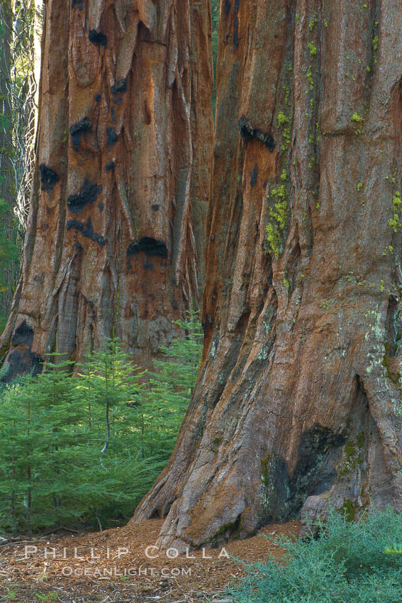 Small trees grow in the shade of Mariposa Grove, between the massive trunks of giant sequoia trees. Yosemite National Park, California, USA, Sequoiadendron giganteum, natural history stock photograph, photo id 23272