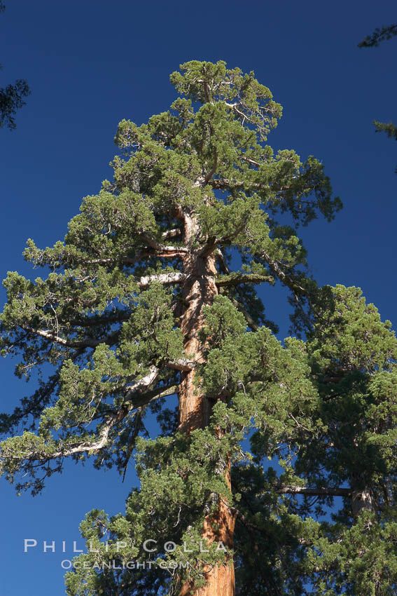 The crown of limbs, branches that forms the topmost reaches of a giant sequoia tree. Mariposa Grove, Yosemite National Park, California, USA, Sequoiadendron giganteum, natural history stock photograph, photo id 23276