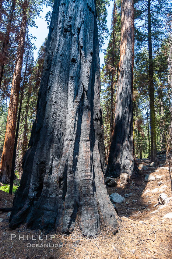 Fire damage is apparent on the bark of this large Sequoia tree. Its fibrous, fire-resistant bark, 2 feet or more in thickness on some Sequoias, helps protect the giant trees from more severe damage during fires. Sequoia Kings Canyon National Park, California, USA, Sequoiadendron giganteum, natural history stock photograph, photo id 09887