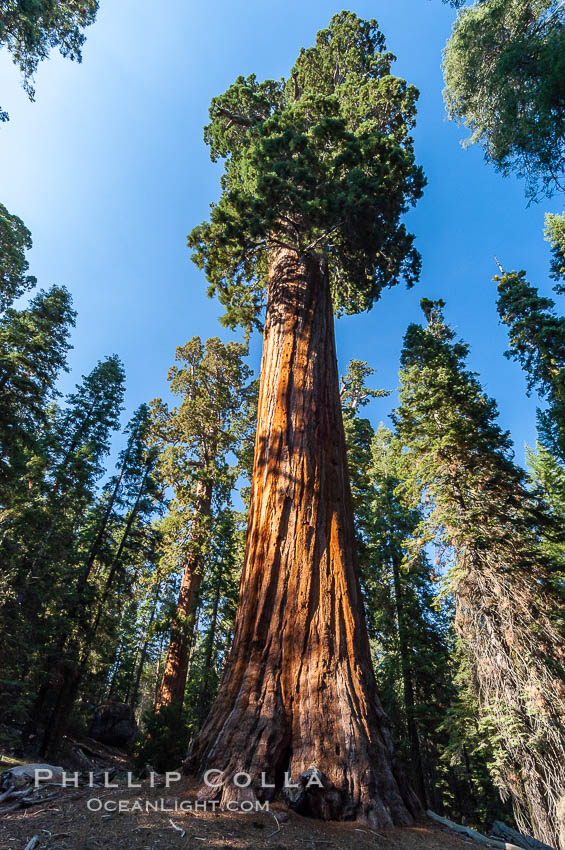 Huge Sequoia trees reach for the sky. Grant Grove. Sequoia Kings Canyon National Park, California, USA, Sequoiadendron giganteum, natural history stock photograph, photo id 09891