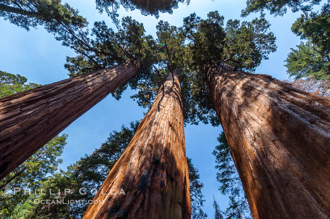 Huge Sequoia trees reach for the sky, creating a canopy of branches hundreds of feet above the forest floor. Sequoia Kings Canyon National Park, California, USA, Sequoiadendron giganteum, natural history stock photograph, photo id 09885