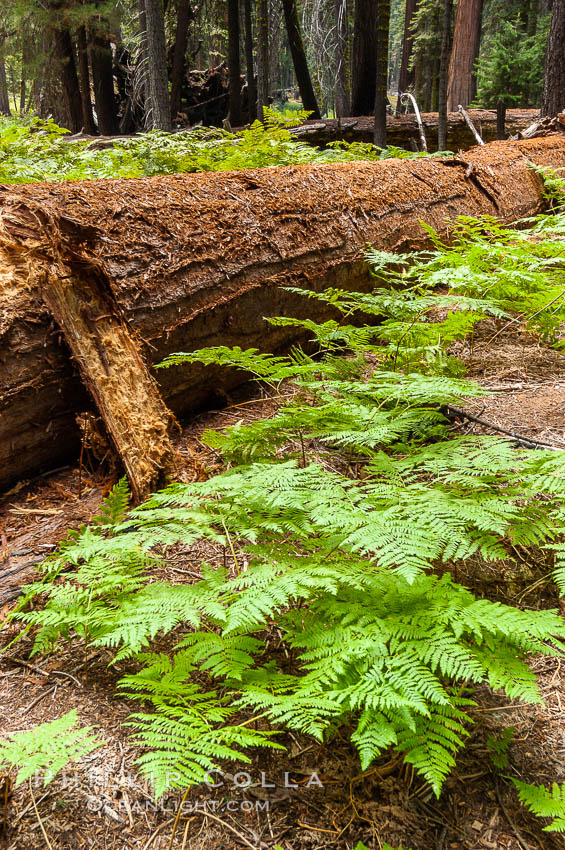 Ferns carpet the forest floor next to a fallen Sequoia tree. Giant Forest, Sequoia Kings Canyon National Park, California, USA, Sequoiadendron giganteum, natural history stock photograph, photo id 09889