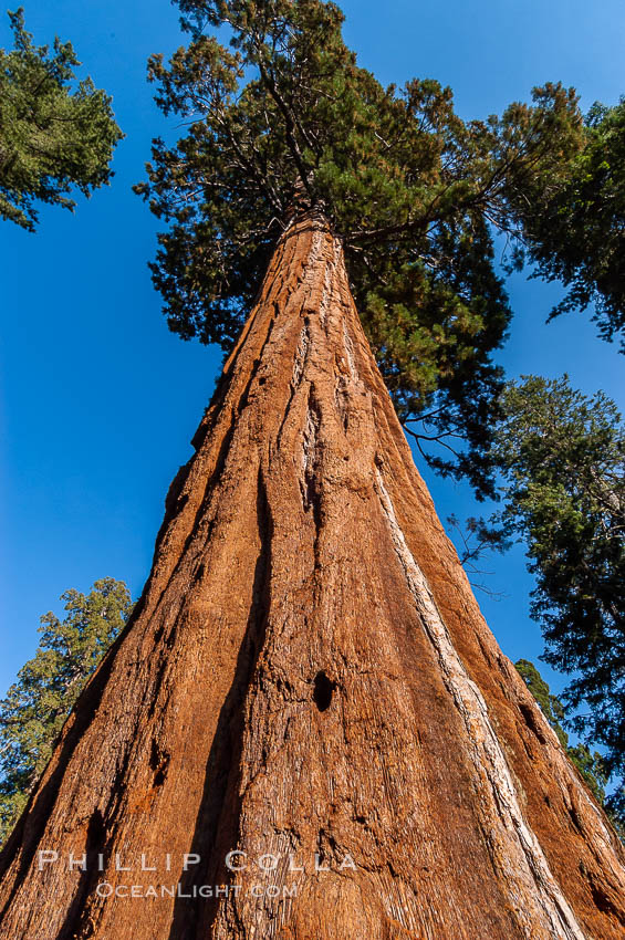 Huge Sequoia trees reach for the sky. Grant Grove. Sequoia Kings Canyon National Park, California, USA, Sequoiadendron giganteum, natural history stock photograph, photo id 09893