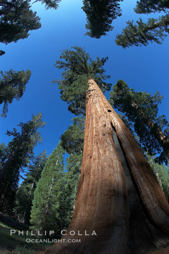 A giant sequoia tree, soars skyward from the forest floor, lit by the morning sun and surrounded by other sequioas.  The massive trunk characteristic of sequoia trees is apparent, as is the crown of foliage starting high above the base of the tree. Mariposa Grove, Yosemite National Park, California, USA, Sequoiadendron giganteum, natural history stock photograph, photo id 23289