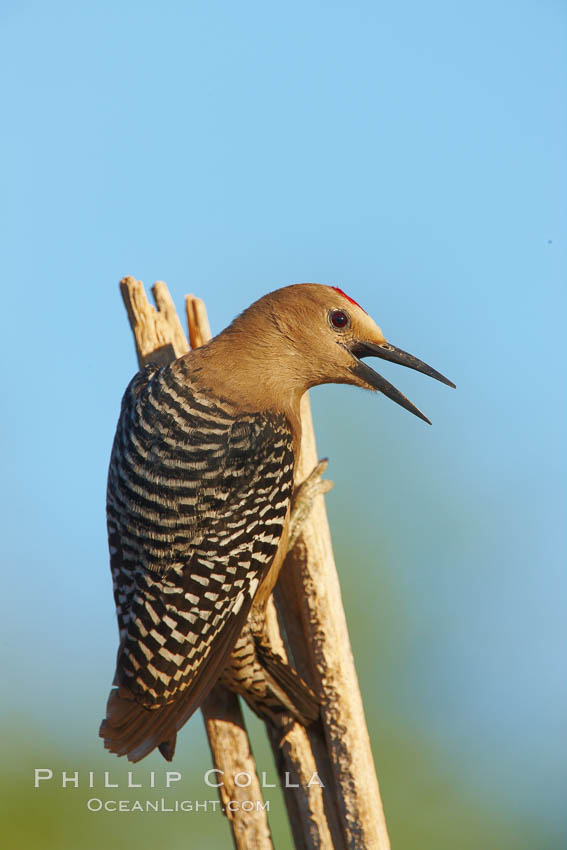 Gila woodpecker, male. Amado, Arizona, USA, Melanerpes uropygialis, natural history stock photograph, photo id 22932