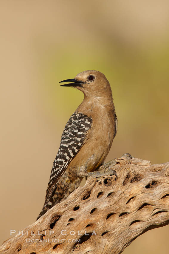 Gila woodpecker, female. Amado, Arizona, USA, Melanerpes uropygialis, natural history stock photograph, photo id 22936