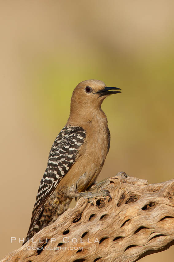 Gila woodpecker, female. Amado, Arizona, USA, Melanerpes uropygialis, natural history stock photograph, photo id 23016